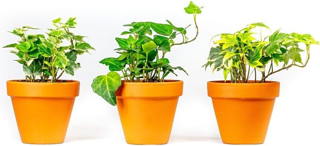 Gardners Hedera helix mix, priemer 9 cm Obrázok produktu 