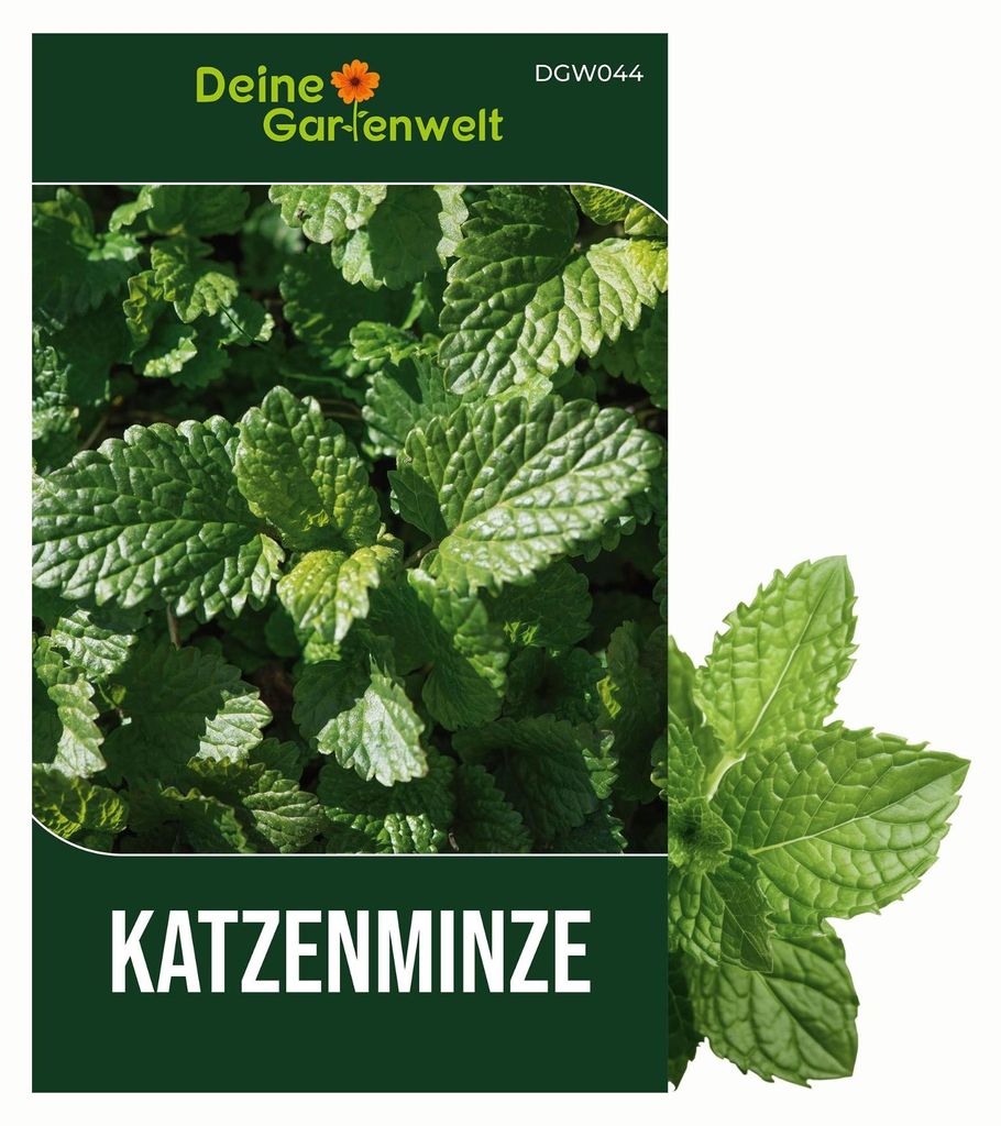 Katzenminze  Samen - Nepeta cataria - Katzenminzesamen - Produktbild 