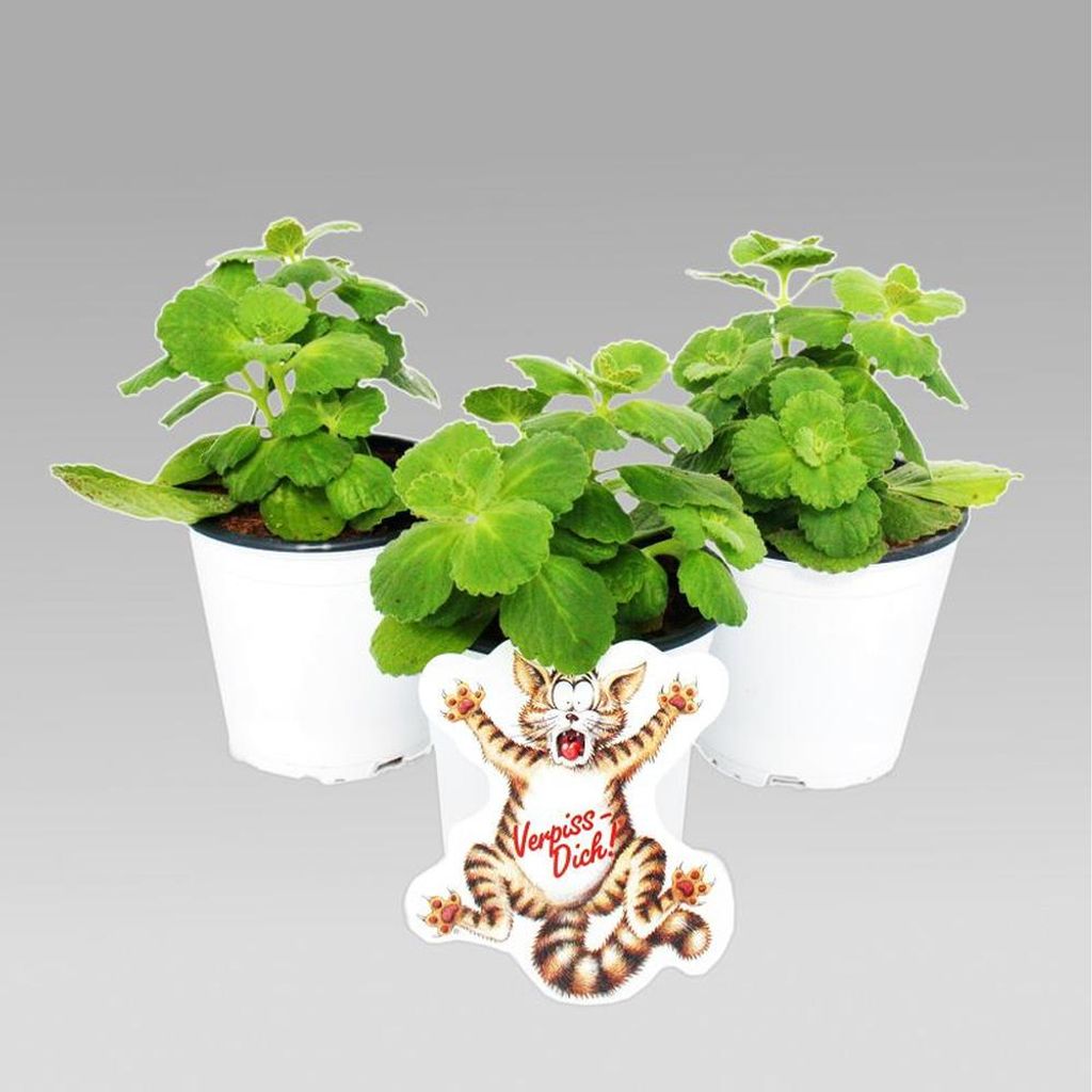 Coleus canin - Verpiss-Dich - Pflanze - 12 Pflanzen Produktbild 