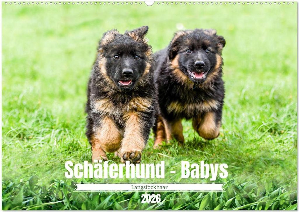 Langstockhaar - Schäferhund - Babys (Wandkalender 2026 DIN A2 quer), CALVENDO Monatskalender