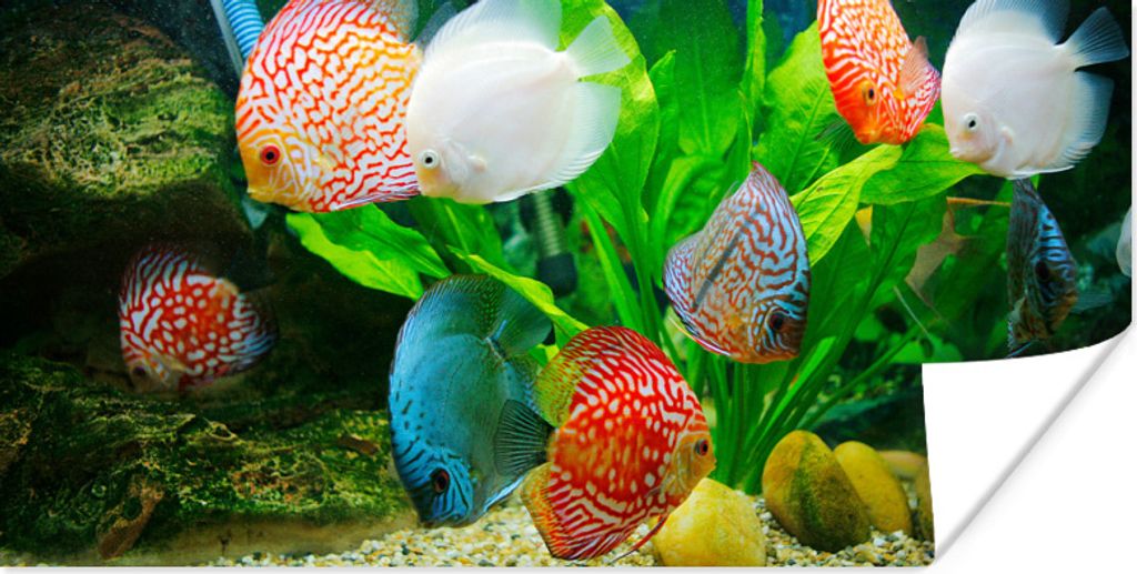 MuchoWow Poster Fische in einem Aquarium 120x60 cm - Bild