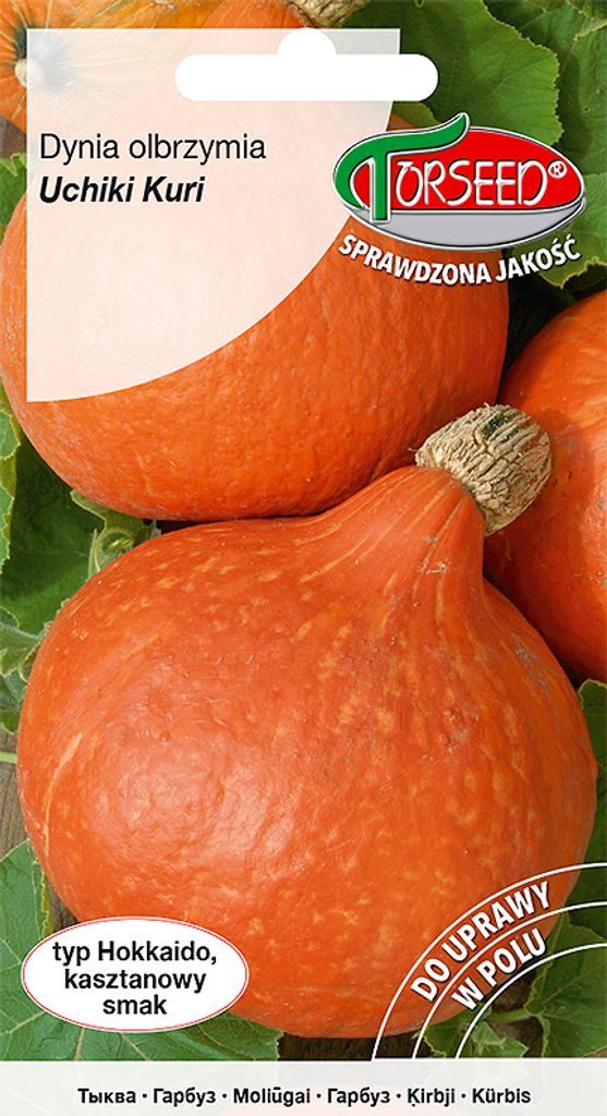 Samen von Uchiki Kuri 2g Riesenkürbis - Torseed