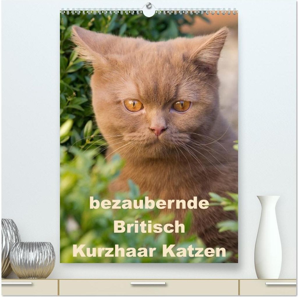 bezaubernde Britisch Kurzhaar Katzen (hochwertiger Premium Wandkalender 2026 DIN A2 hoch), Kunstdruck in Hochglanz