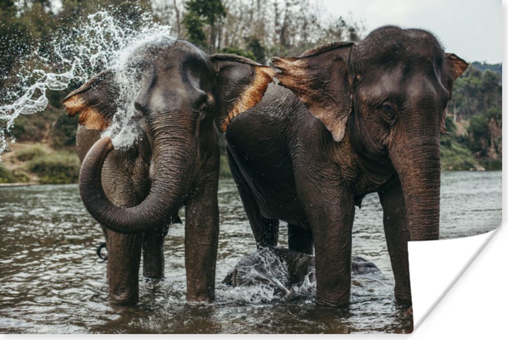MuchoWow Poster Elefant - Wasser - Fluss 120x80 cm - Bilder