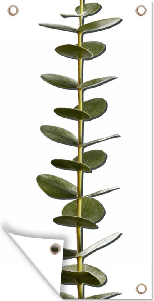 MuchoWow 80x160 cm Outdoor-Poster Gartendeko Sichtschutz Garten Poster für den Garten Eukalyptusstamm mit Blättern