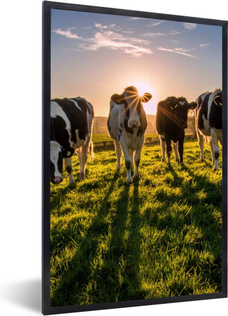 MuchoWow Gerahmtes Poster Kühe - Sonne - Gras - Tiere - Bauernhof 40x60 cm - Poster mit Schwarzem Bilderrahmen Wandposter Rahmen Foto Bilder - P...
