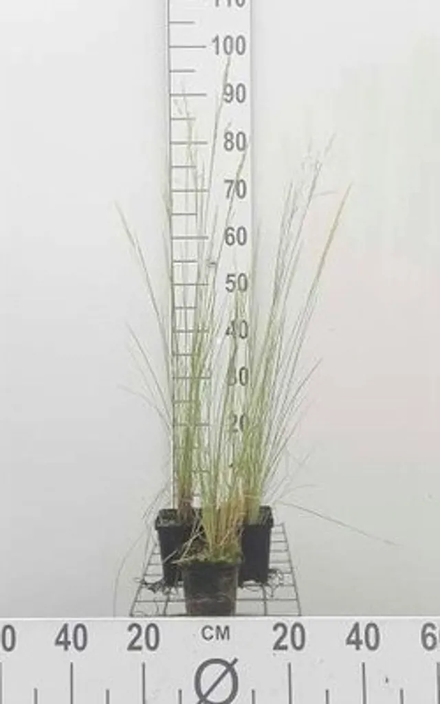 6 x Poa labillardieri en pot 9cm - Graminée Fétuque de Labillardière