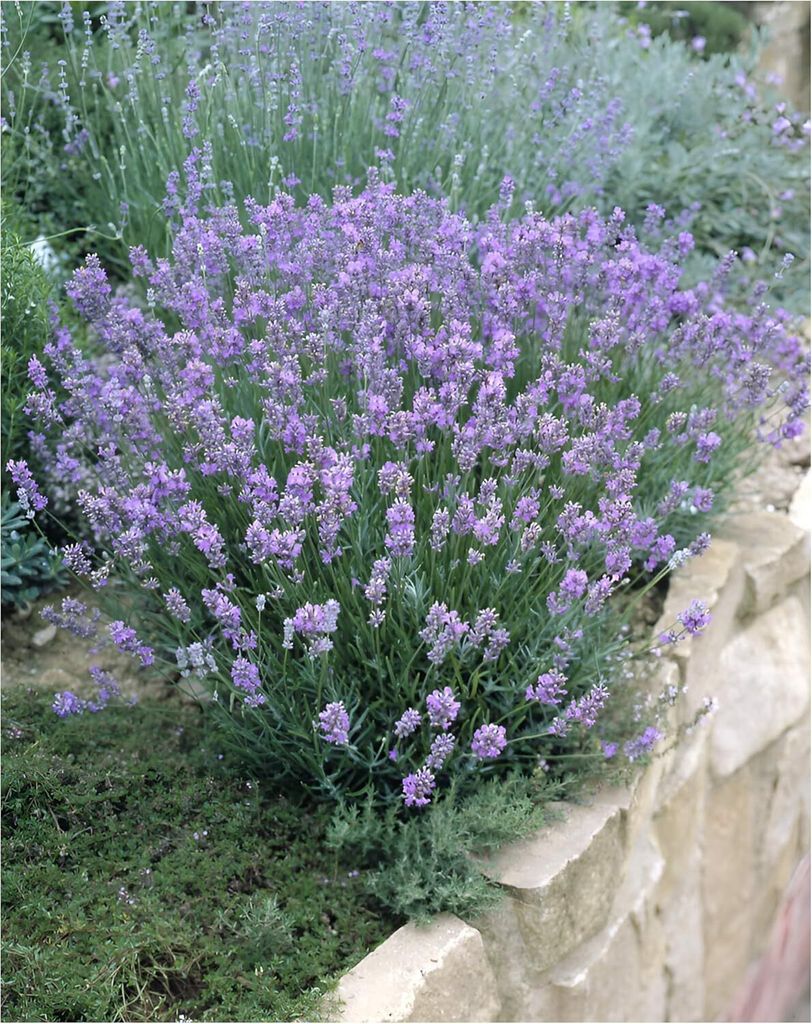 Stauden Gänge 50 x Lavandula angustifolia 'Dwarf Blue' - Echter Lavendel - Stecklingsvermehrt - Tolle Farbe - Sehr Insekten- und Bienenfreundlich