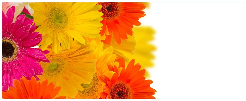 Wallario Wandbild aus Acryl, 125 x 50 cm, freischwebende Optik - Bunte Gerberas - pinke, gelbe, rote und weiße Blüten