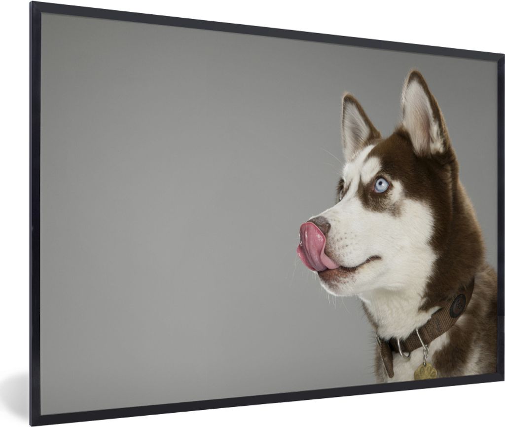 MuchoWow MuchoWow Gerahmtes Poster Husky - Tier - Lecken 30x20 cm - Poster mit zchwarzem Bilderrahmen - Kunstdruck - Bild-Poster