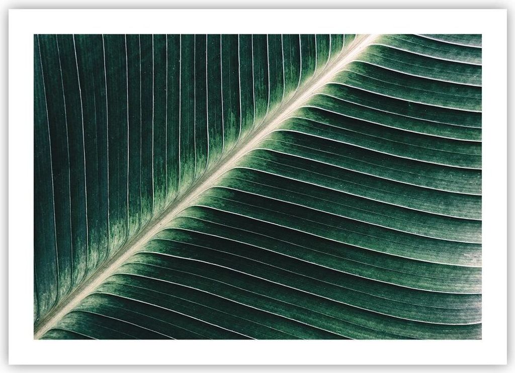 Poster - Poster ohne Rahmen - Grün Blatt Tropisch - 70x50 cm - Wand Bild - Wanddeko - Wandbilder - Kunstposter - Wandposter - Bilder - Kunstdruck ...