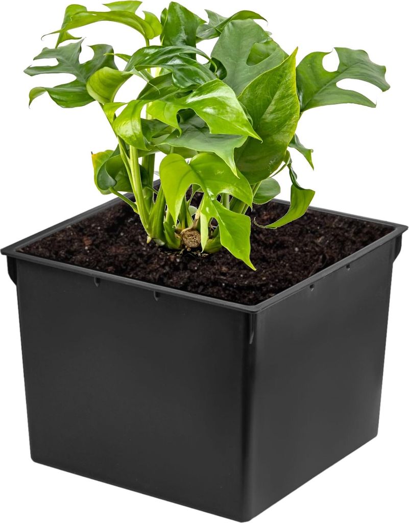 2x Quadratische Blumentöpfe Matt Schwarz – Wetterfest, Für Garten & Terrasse, 20 Cm Breit