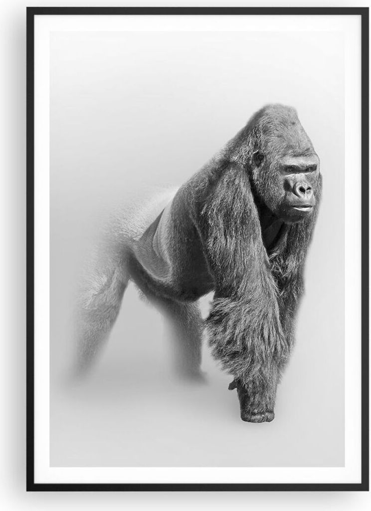 Gerahmtes Poster - Schwarzer Rahmen - Orang-Utan Tier - 70x100 cm - Wand Bild - Wanddeko - Wandbilder - Kunstposter - Wandposter - Bilderrahmen - B...