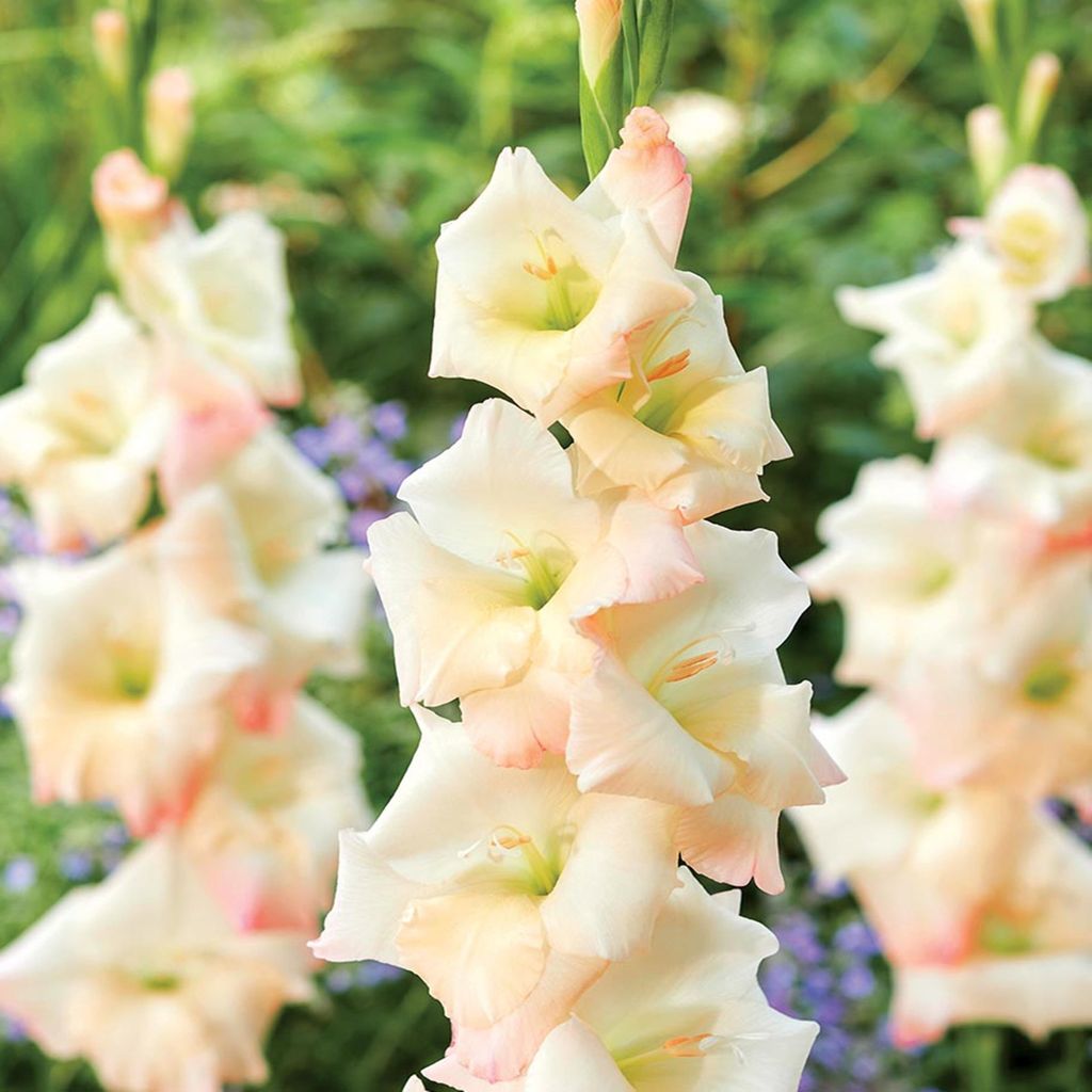 Gladiolus Mieczyk Wielkokwiatowy Careless 5 pièces Bulbes Image du produit 