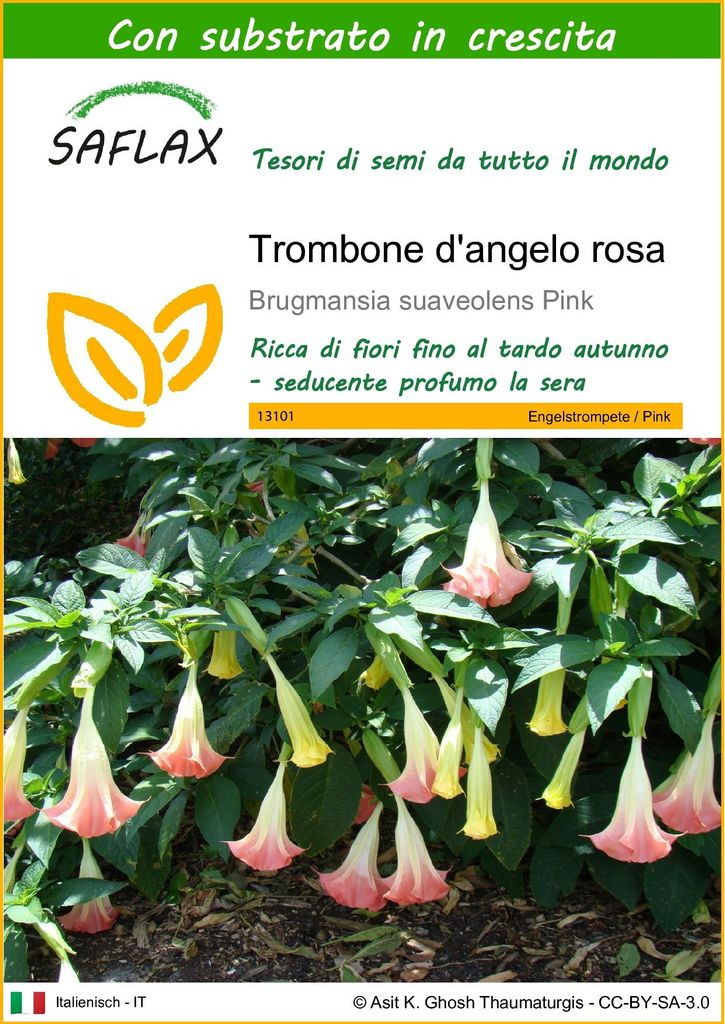 SAFLAX  - Trombone d'angelo rosa - 10 semi - Con substrato Immagine del prodotto 