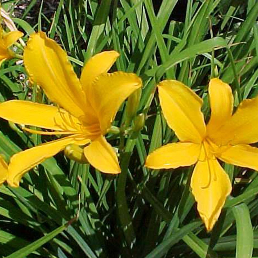 6 x Zitronengelbe Taglilie - Hemerocallis citrina | Topf 9cm x 9cm
