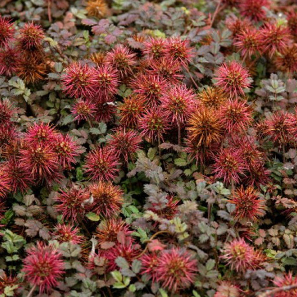6 x Braunes Stachelnüsschen - Acaena microphylla 'Kupferteppich' | Topf 9cm x 9cm