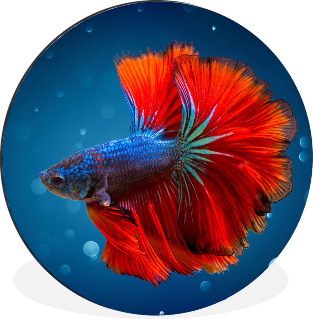 MuchoWow Aluminium Wandkreis Fisch - Wasser - Rot Ø 30 cm Wanddeko Modern Wohnzimmer - Wand Bild - Wohnzimmer - Runde Bilder - Alubilder - Kunst...