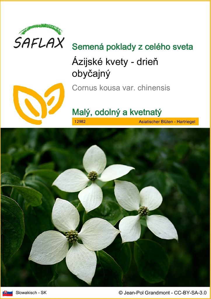 SAFLAX - Ázijské kvety - drieň obyčajný - Cornus kousa var. Obrázok produktu 