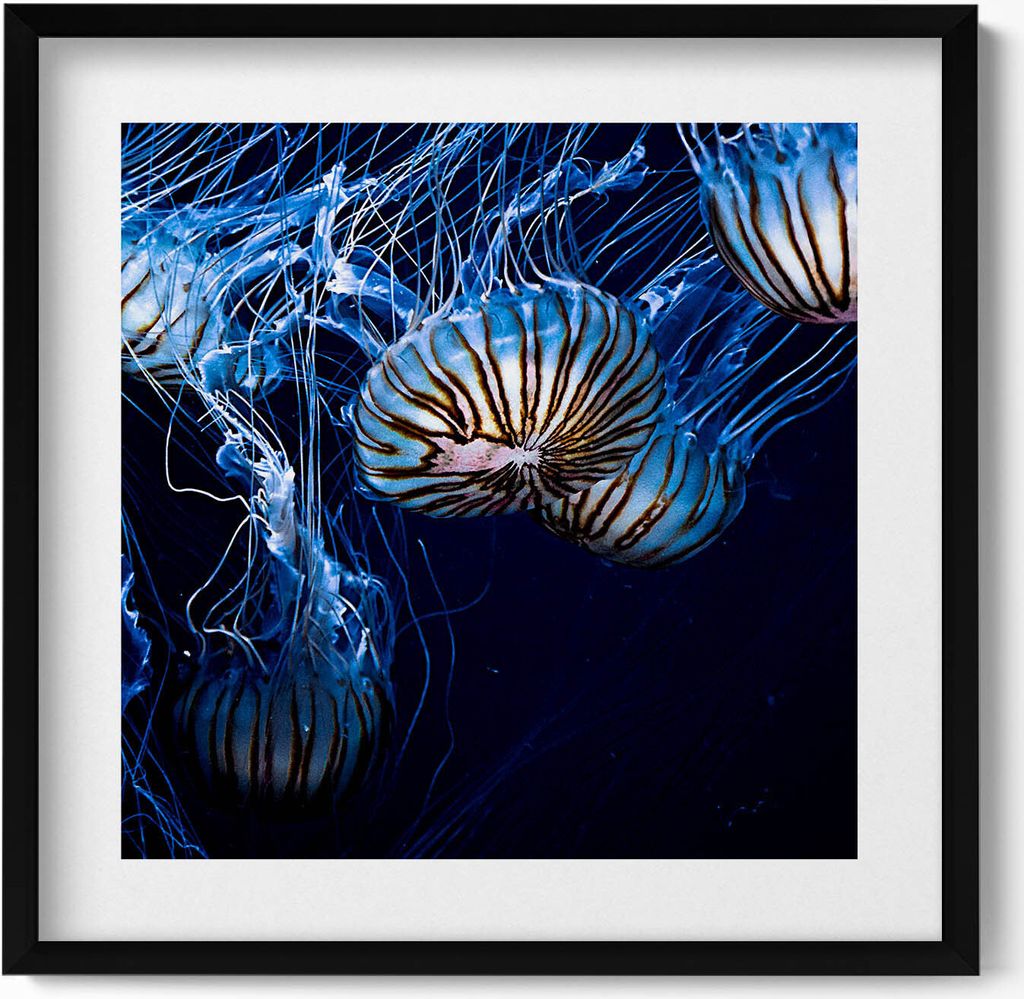 Blaue Quallen im Wasser– Wandbild mit Rahmen – Gerahmtes Bild – Wanddekoration – 50x50 cm – Schwarz Rahmen
