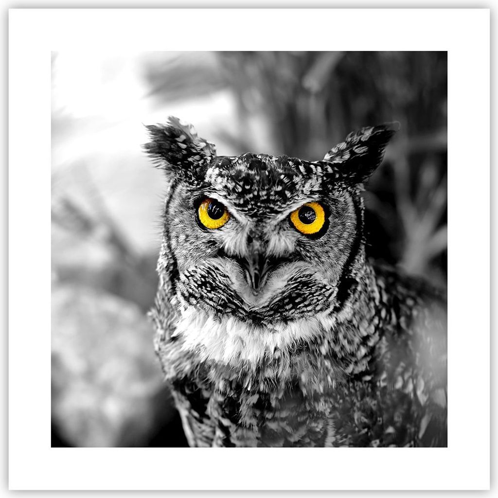 Poster - Poster ohne Rahmen - Eule Vogel Natur - 40x40 cm - Wand Bild - Wanddeko - Wandbilder - Kunstposter - Wandposter - Bilder - Kunstdruck - Wa...