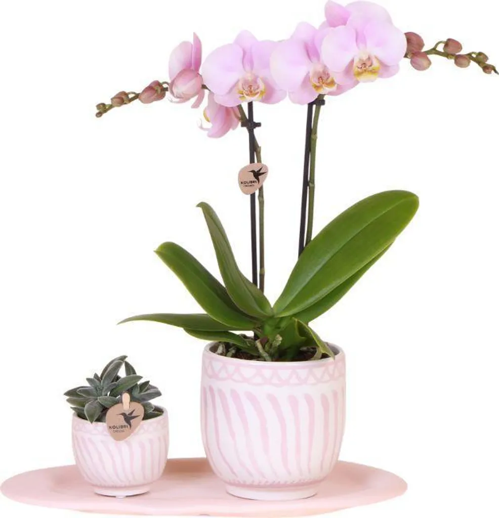 Set de Plantes à Offrir : Orchidée et Plante Verte en Pot Décoratif