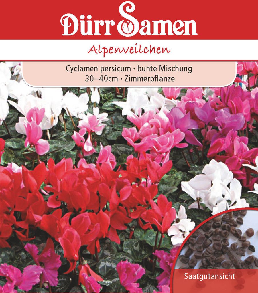 Cyclamen persicum Alpenveilchen Mix