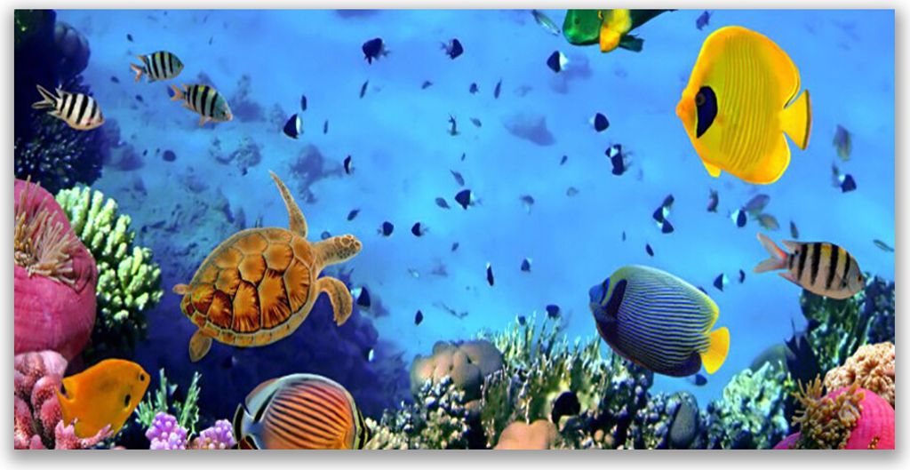 Tulup Leinwand-Bilder 140x70 Wandbild Canvas Kunstdruck Korallenriff Unterwasser Fisch