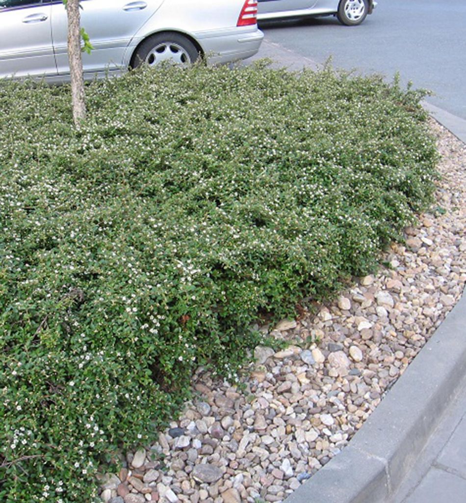 Teppichmispel ́SKOGHOLM ́ 20-30 cm, Cont. 0,5 l