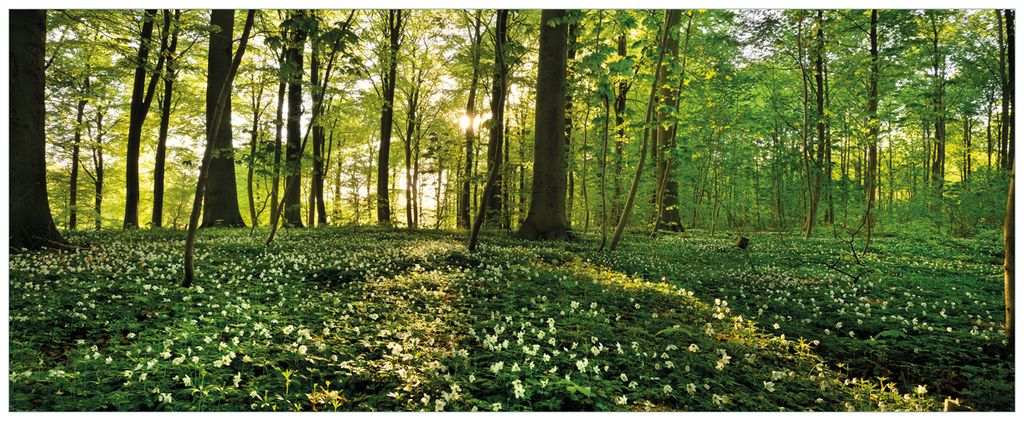 Wallario Wandbild aus Acryl, 125 x 50 cm, freischwebende Optik - Waldanemonen und Sonnenstrahlen im Wald