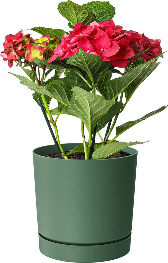 A potted hydrangea plant with red and pink flowers.