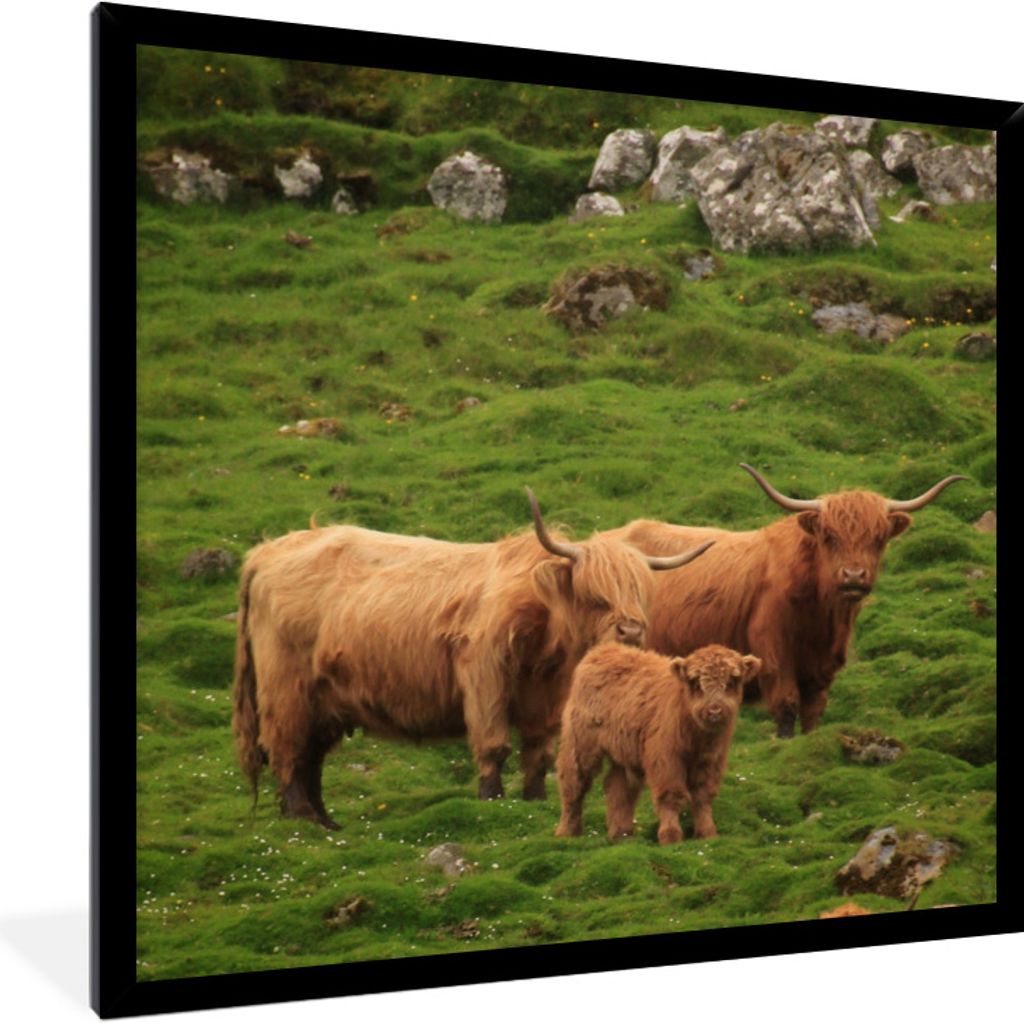 MuchoWow Gerahmtes Poster Schottische Highlander-Familie 40x40 cm - Poster mit Schwarzem Bilderrahmen Wandposter Rahmen Foto Bilder - Mit Rahmen ...