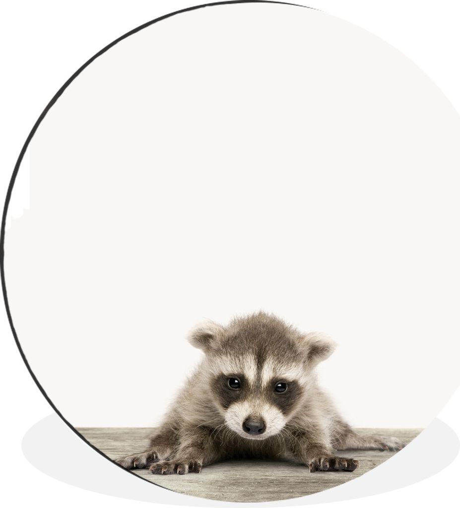 MuchoWow Aluminium Wandkreis Tiere - Waschbär - Baby Ø 30 cm Wanddeko Modern Wohnzimmer - Wand Bild - Wohnzimmer - Runde Bilder - Alubilder - K...