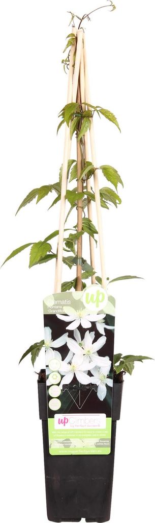 Waldrebe - Clematis Montana 'Grandiflora' – Weiße Blüten – Duftende Kletterpflanze – Ca. 65 cm hoch – Ø15 cm – Frühjahrsblüher – S...