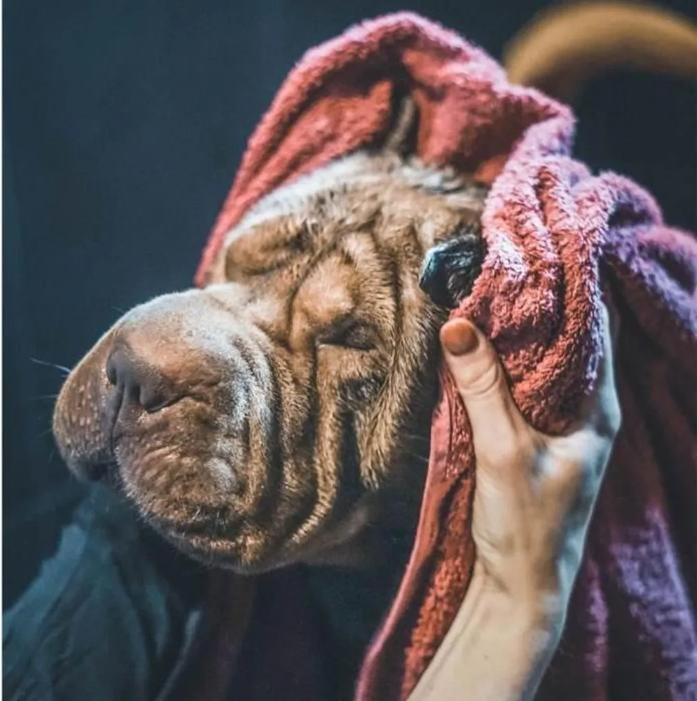 Vetocanis Shampoo per Gatti e Cani | Antiparassitario Efficace Zecche