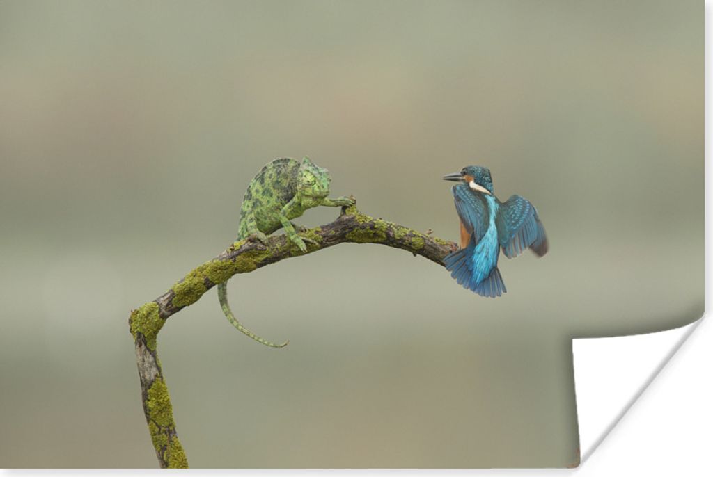 MuchoWow Poster Eisvogel - Zweig - Flügel 90x60 cm - Schlafzimmer