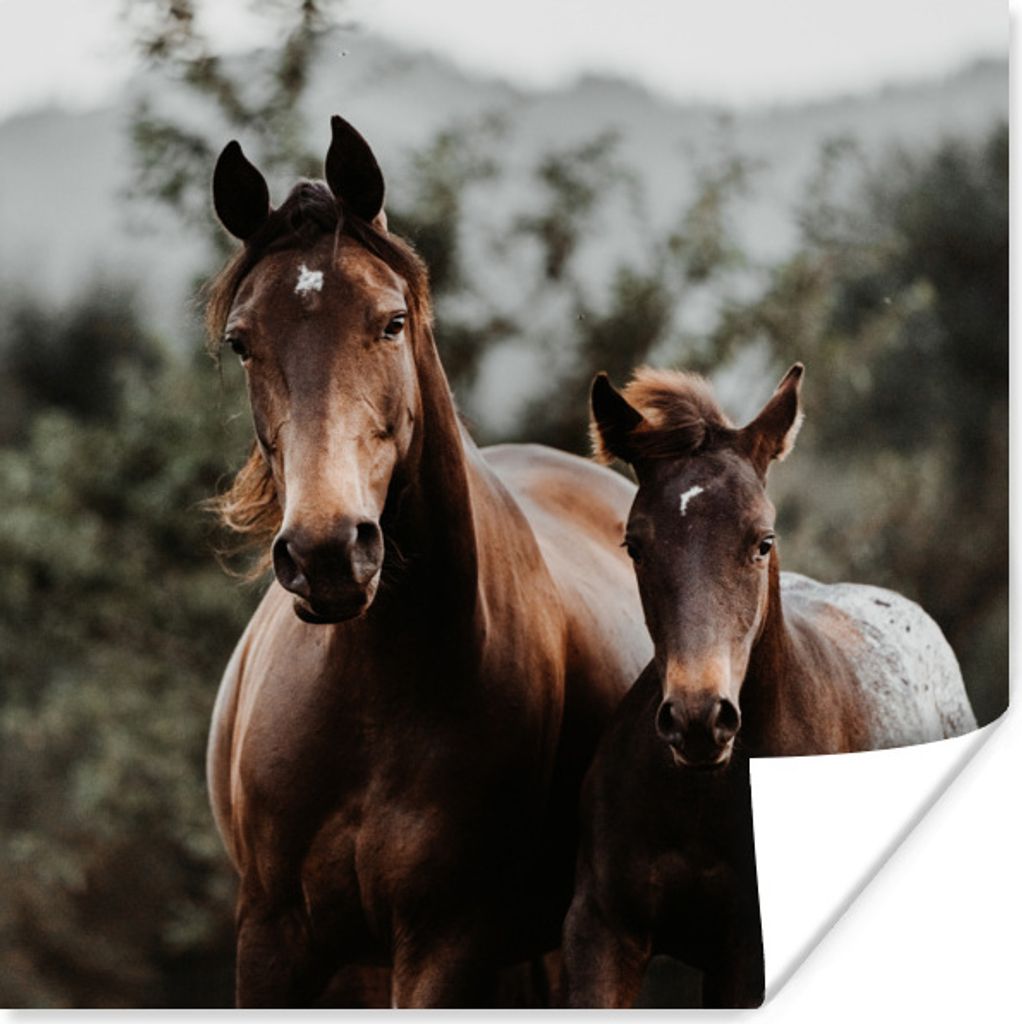 MuchoWow Poster Pferd - Fohlen - Natur 30x30 cm - Wandposter - Printing