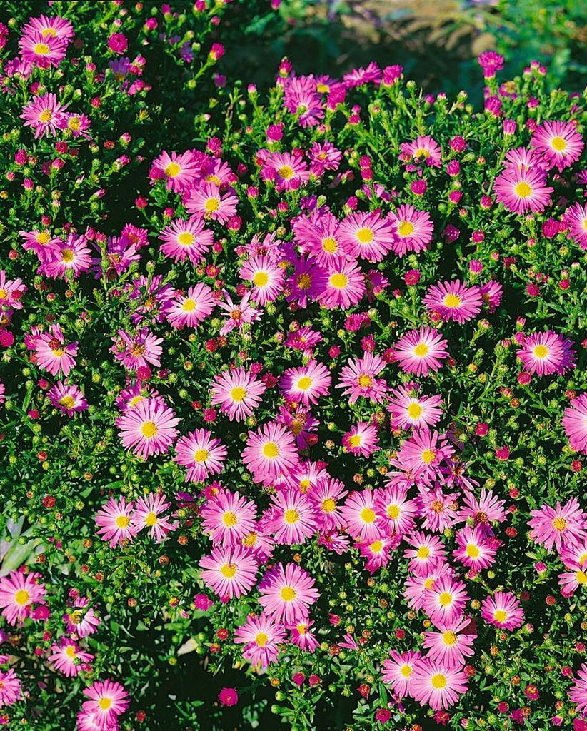 Glattblatt-Aster Rosenhügel, im Topf - Aster novi-belgii Produktbild 