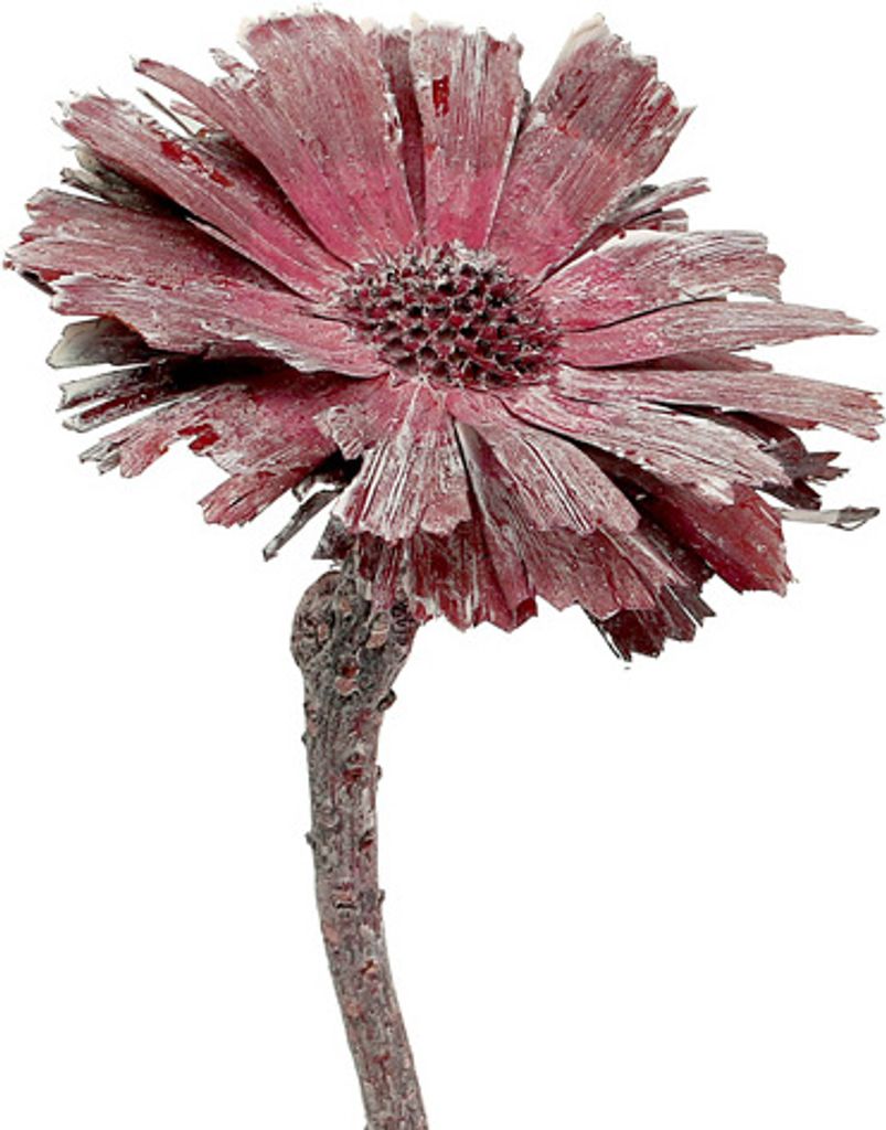 Gefrostete Protea Repens Rosette Ø8-9cm, Erika-Farbe, 25er Set für Gedenkfloristik und stilvolle Nachbildungationen, 25 Stück