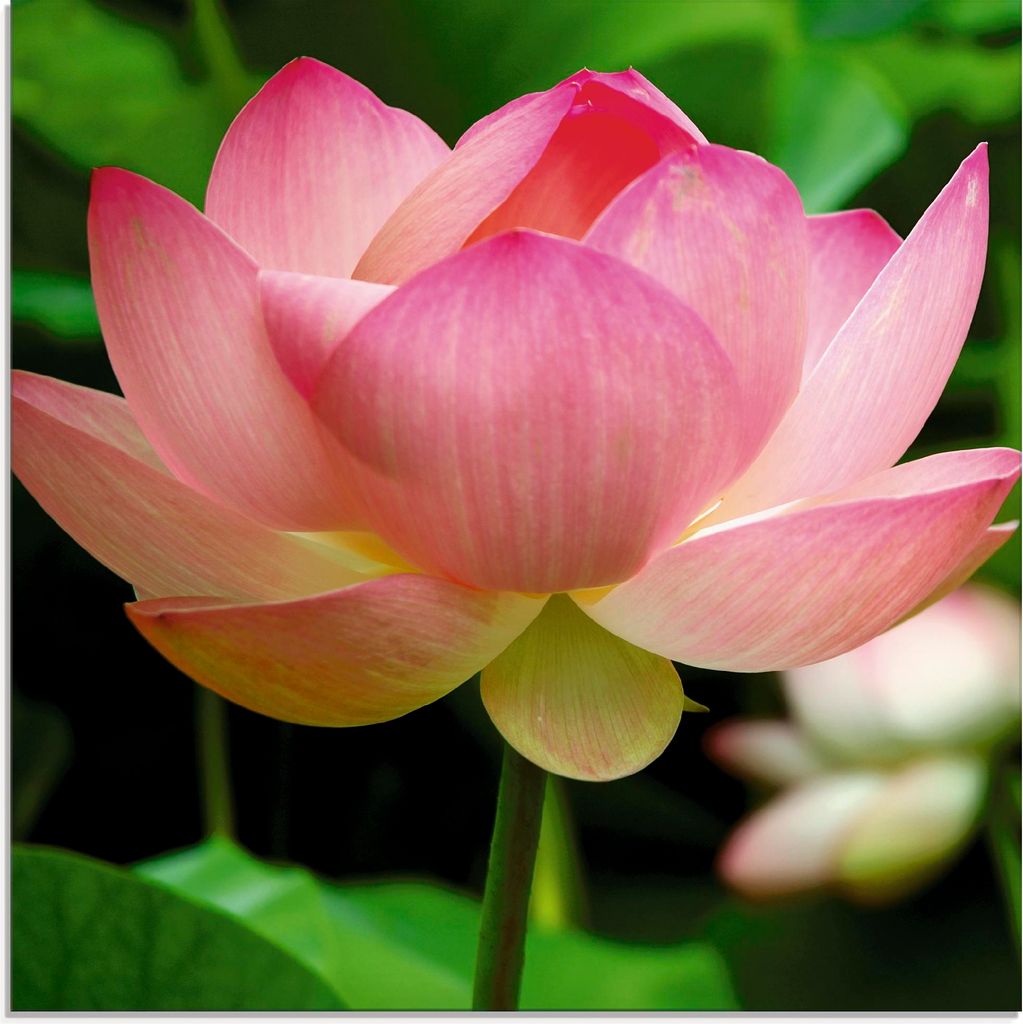 ARTland Glasbild Lotus - Seerose Größe: 30x30 cm