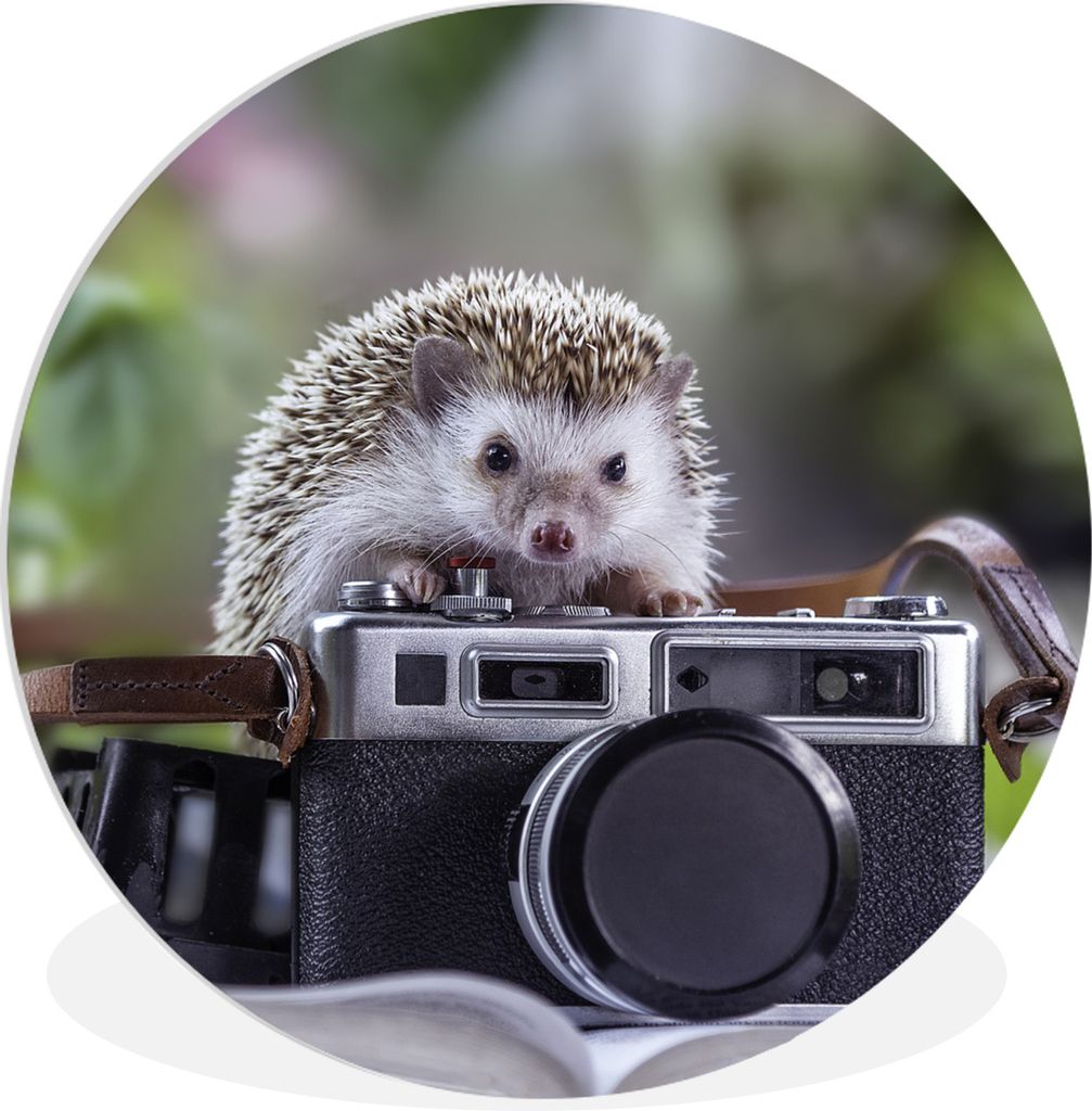 MuchoWow Rundes Wandbild - Runde Bilder Igel - Kamera - Buch Ø 60 cm Kreis Wanddekoration Kunststoff - Wandkreis - Wandschmuck - Wand Kreis - Da...