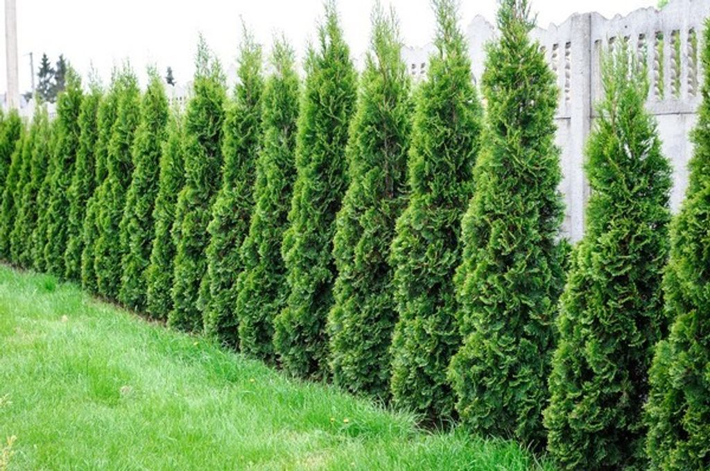 Thuja Dnger Lebensbaum Spezialdnger Edel Smaragd Brabant