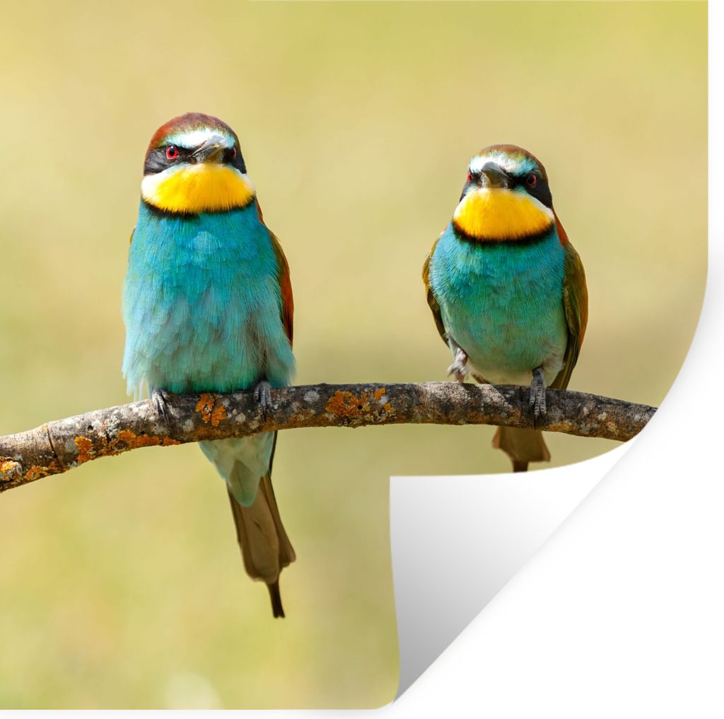 MuchoWow Wandtattoo Wandsticker Wandaufkleber Vögel - Tiere - Bienenfresser 100x100 cm Selbstklebend und Repositionierbar - Wierderverwendbar - ...