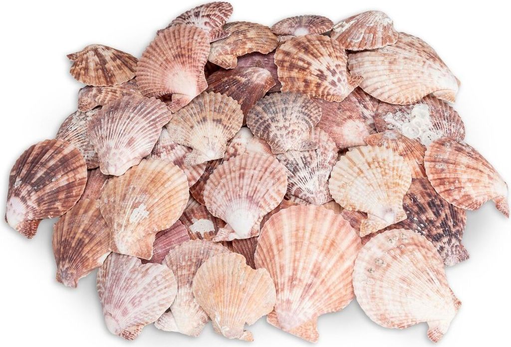 Pecten nobilis 0,5 kg 5-8 cm ca. 30-40 Stück Kammmuscheln Produktbild 