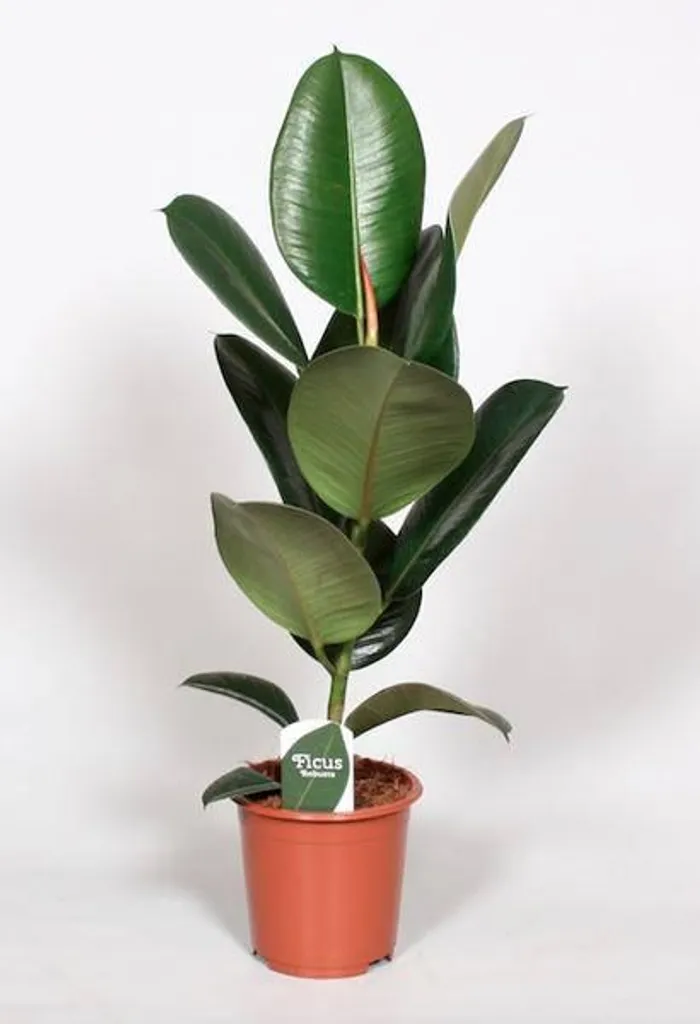 Plante d'intérieur Ficus Elastica Robusta 65cm pour Déco Salon Moderne