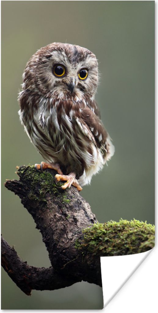 MuchoWow Poster Nahaufnahme einer kleinen Eule 20x40 cm - Plakat - Foto