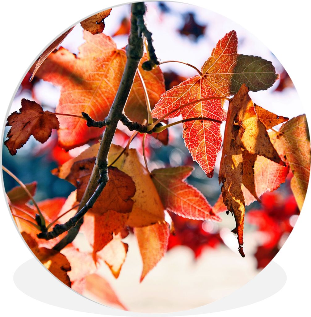 MuchoWow Rundes Wandbild - Runde Bilder Ahorn - Blätter - Rustikal - Herbst Ø 90 cm Kreis Wanddekoration Kunststoff - Wandkreis - Wandschmuck -...
