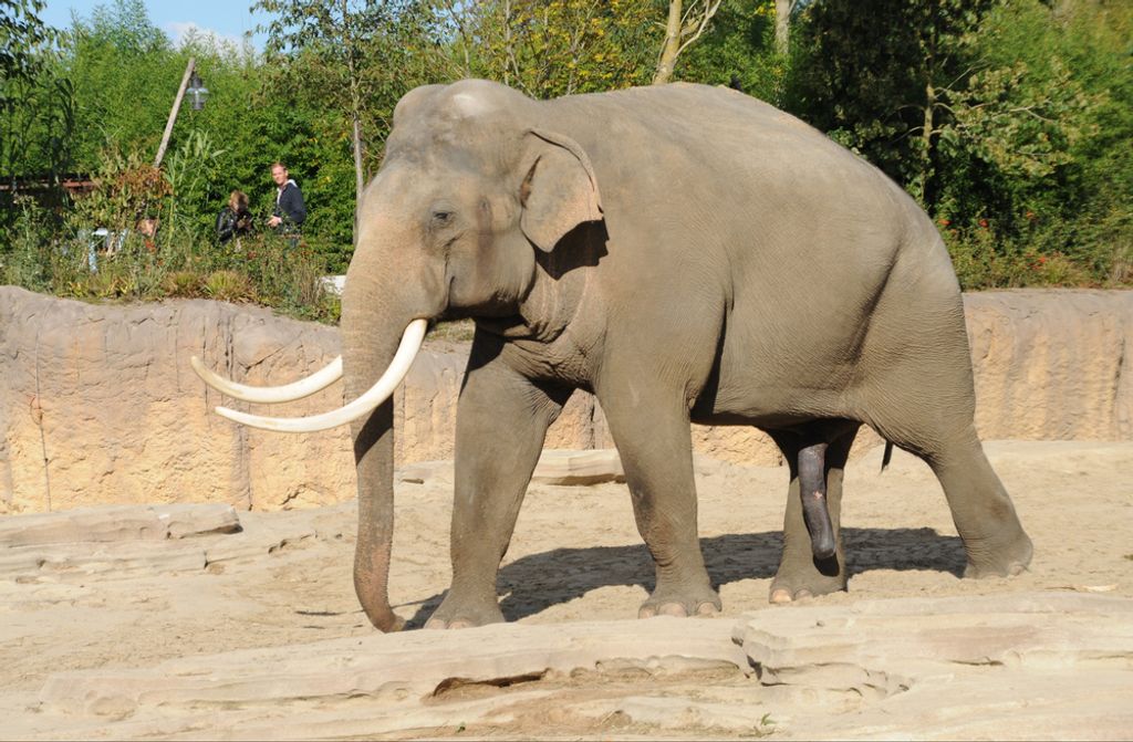 hansepuzzle 85662 - Elefant Puzzle, 500 Teile, Natur, 46,0 x 30,0cm mit hochwertiger Aufbewahrung, Kartonbox und wiederverschließbarem Beutel