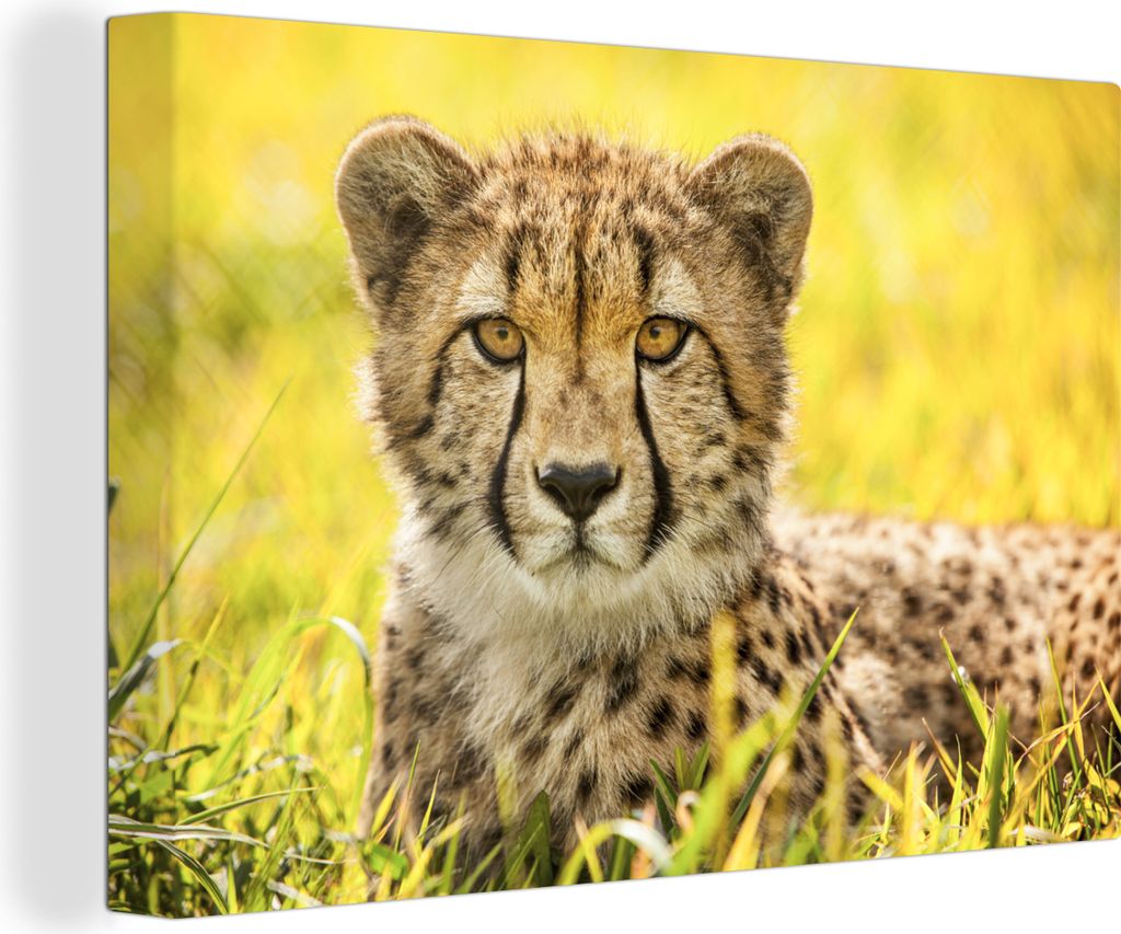 OneMillionCanvasses - Leinwandbilder - 140x90 cm, Leopard - Gras - Gepard, Wandbilder Kunstdruck Wanddekoration