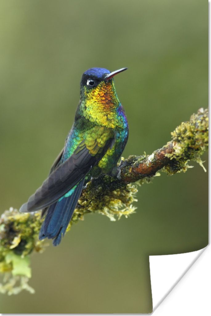 MuchoWow Poster Vogel - Kolibri - Farben 120x180 cm - Kunstposter